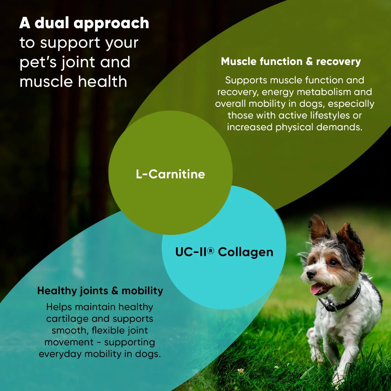 Joint & Muscle Health - ApexKin