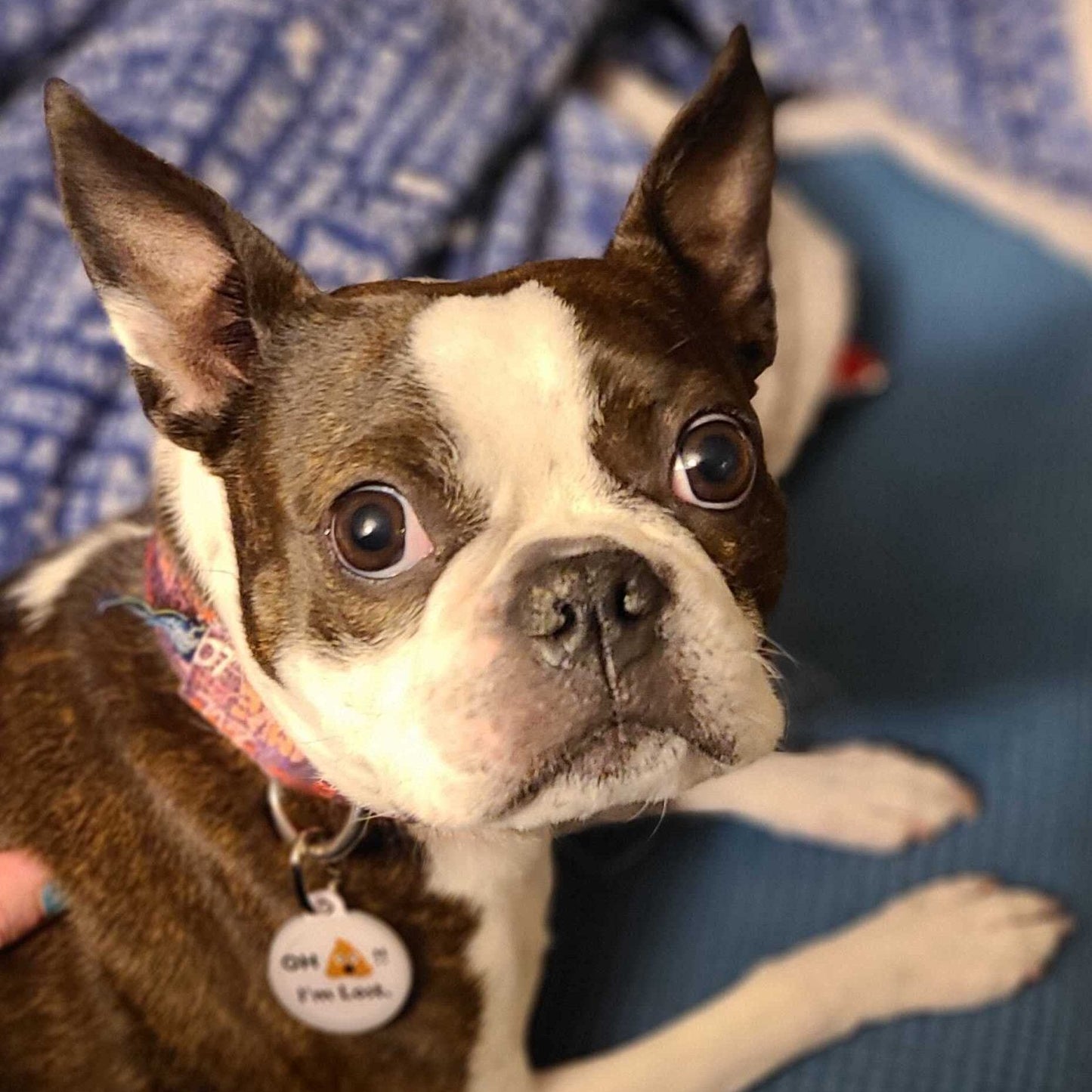 PetHub QR Pet ID Tag – Oh Crap I’m Lost - ApexKin