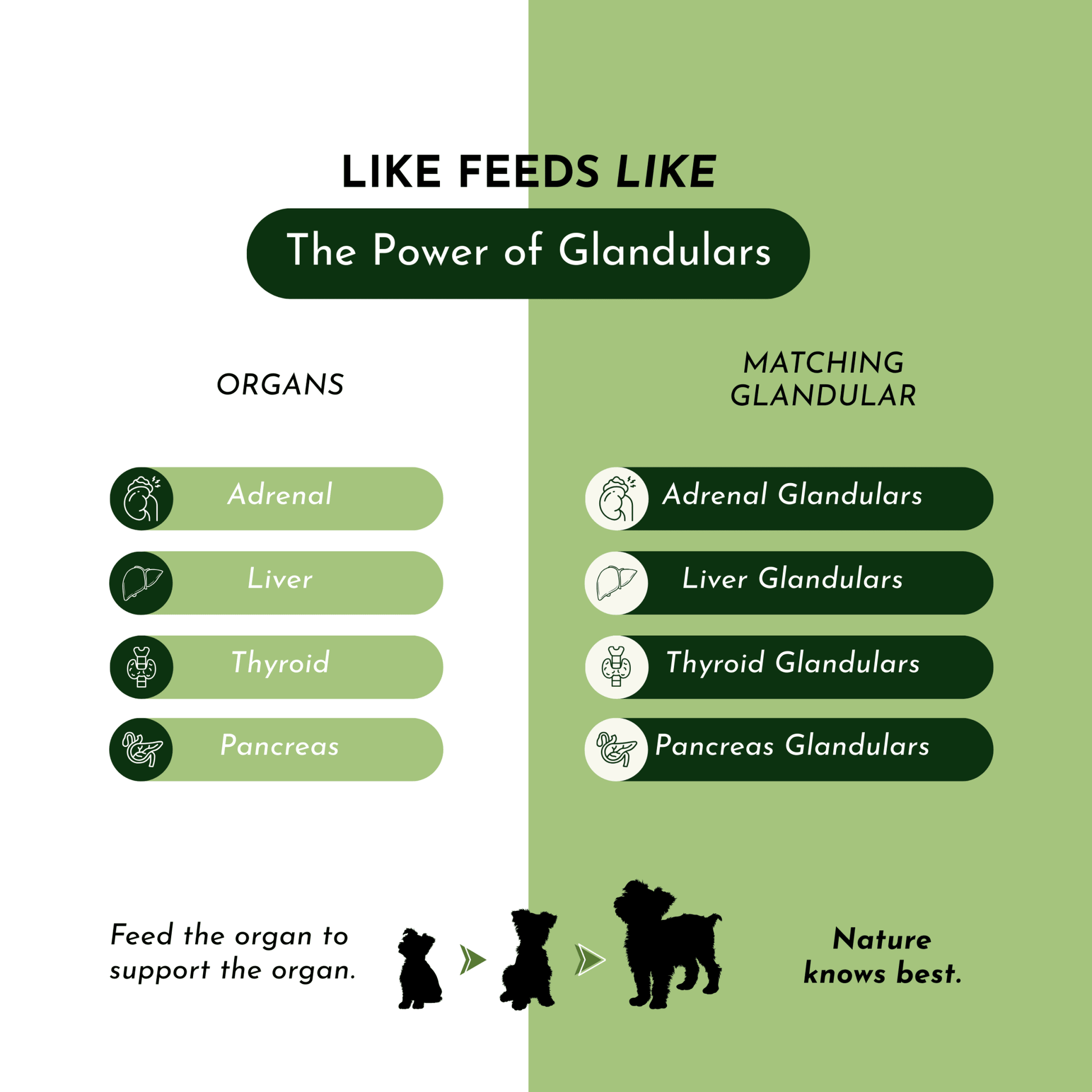 Holistic Total Body Support — Daily Multivitamin & Pasture-Raised Glandular Blend for Dogs & Cats - ApexKin