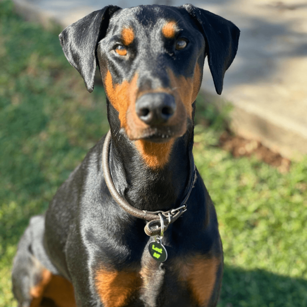 QR ID Pet Tag - Lost AF - ApexKin